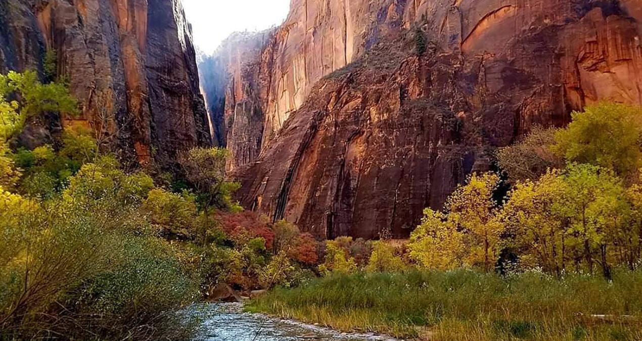 Zion’s gleaming yellow cottonwoods on Veterans Day: Light of unspeakable richness