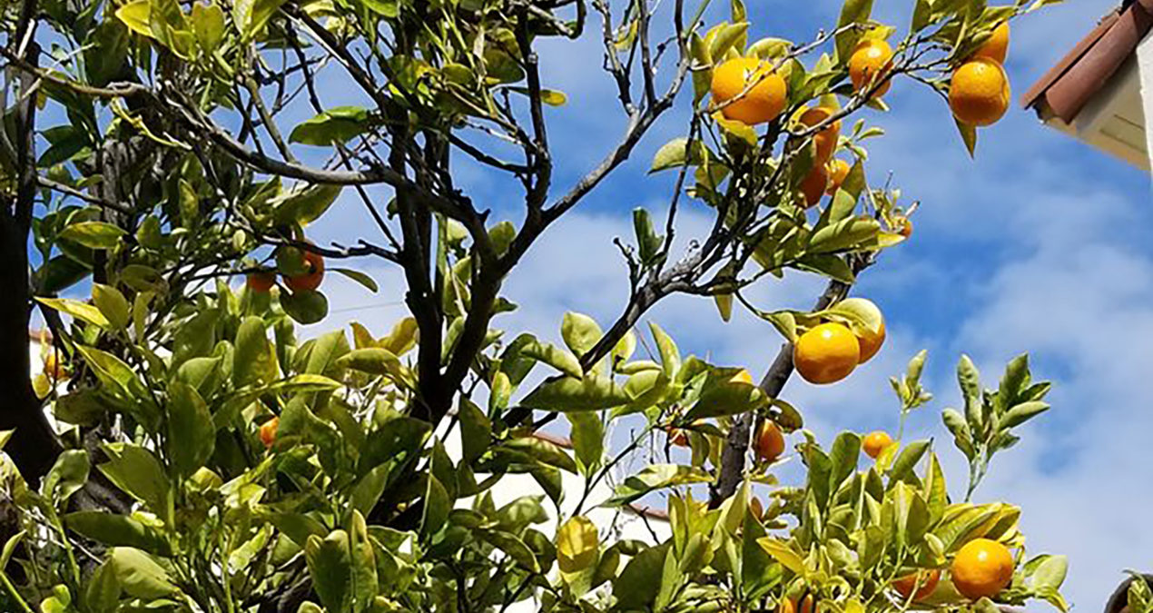 Orange Blossoms