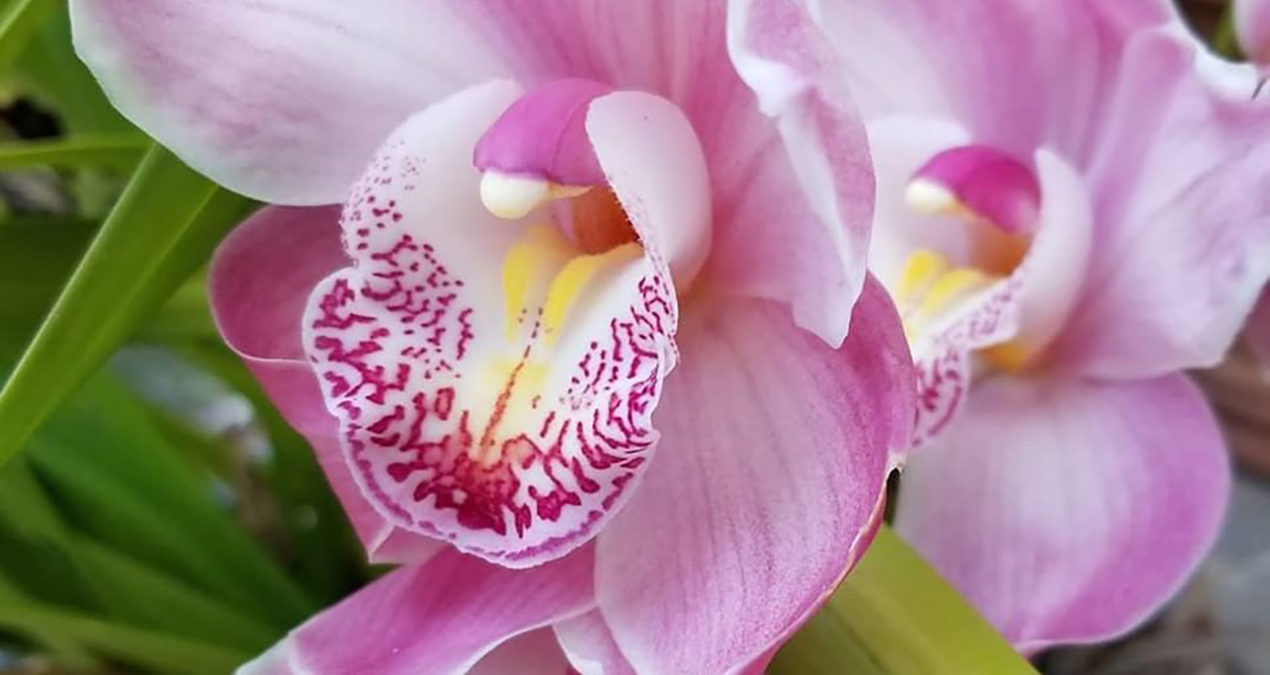 Cymbidium