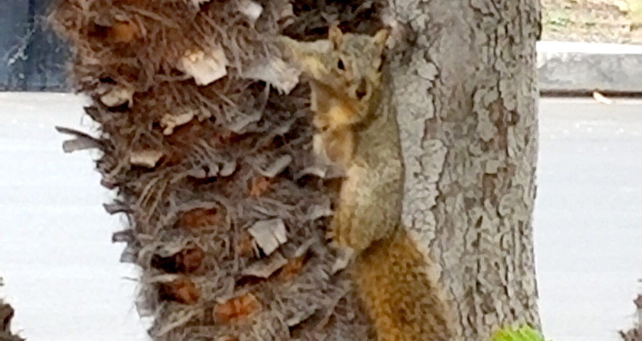 Squirrel