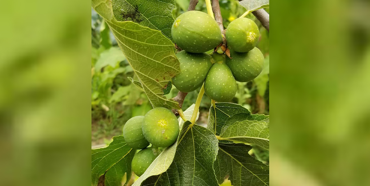 Appreciating Nature’s Bounty