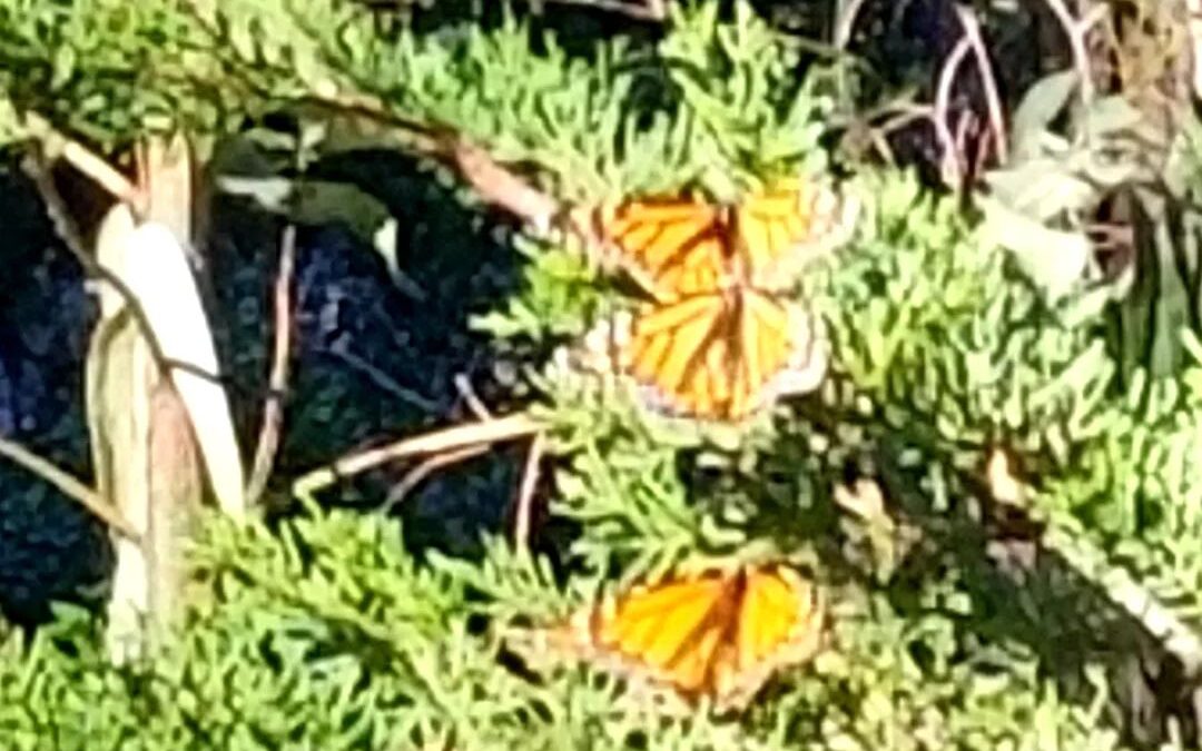  Monarch Butterfly Grove, Pismo Beach