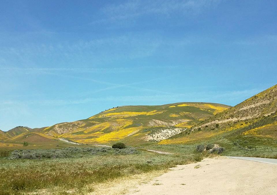 From Drought to Delight: A Stunning Display of Nature’s Beauty