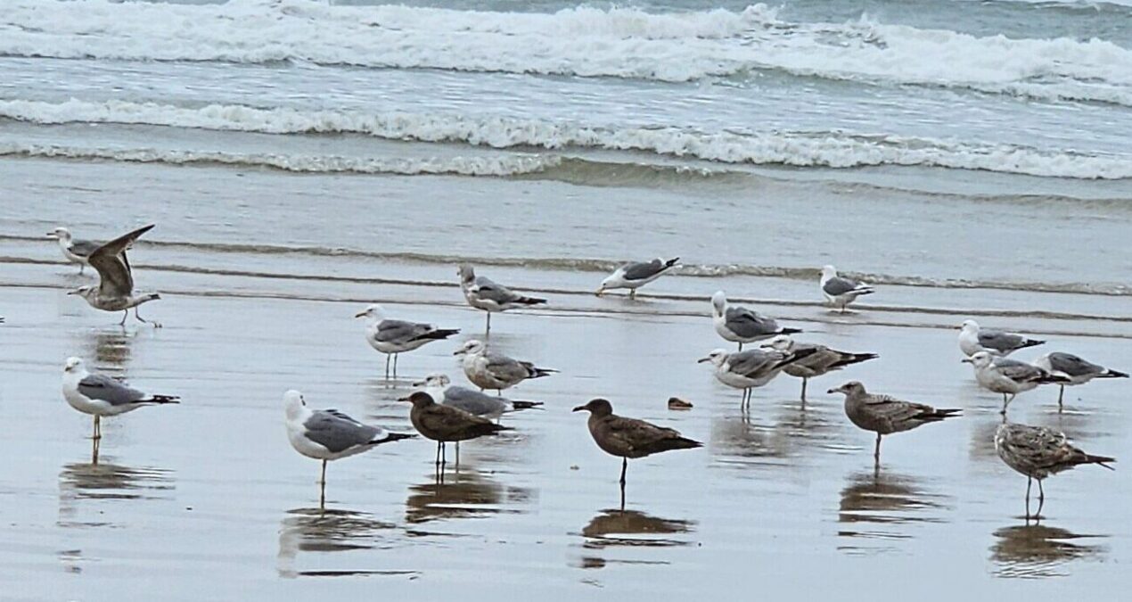 Birds of Reflection