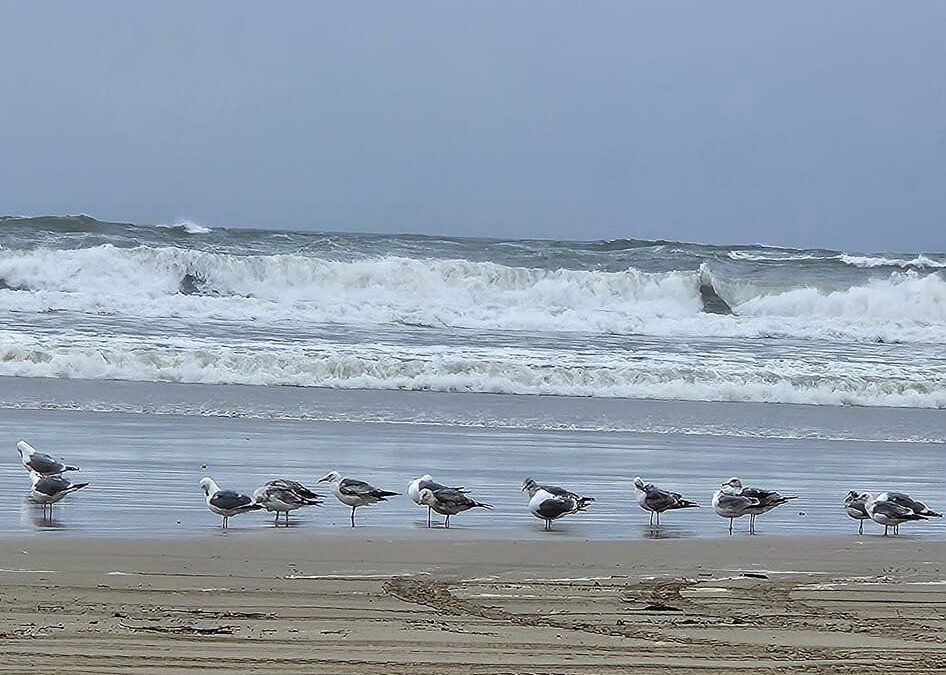 Dune Dancers: A Tale of Solitude, Play, and Flight