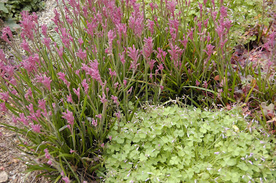 Wildflowers at the Top